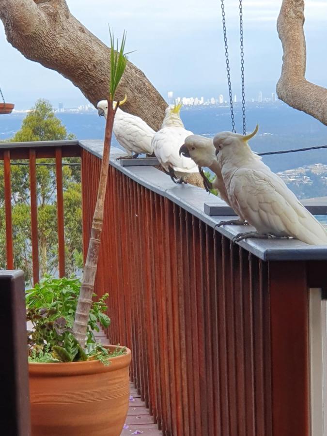 Bed & Breakfast Tamborine Mountain Bed And Breakfast