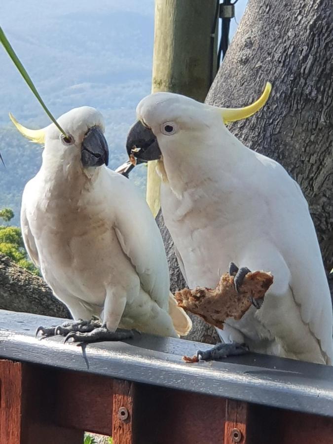 Tamborine Mountain Bed And Breakfast 4*