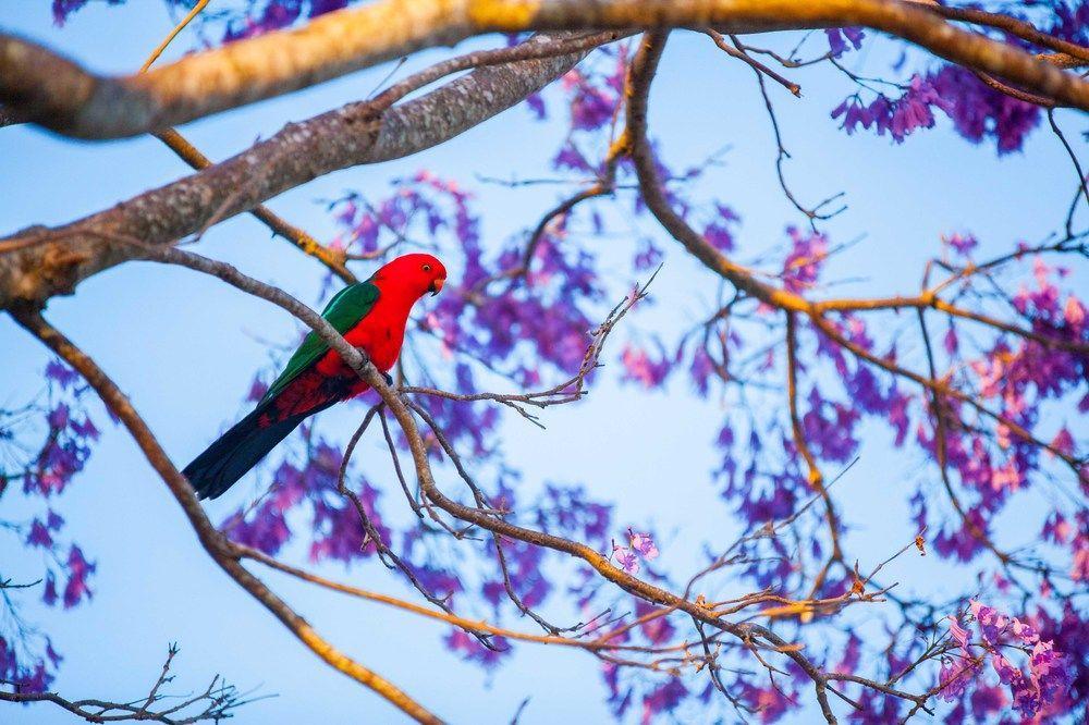 Tamborine Mountain Bed And Breakfast 4* Mount Tamborine