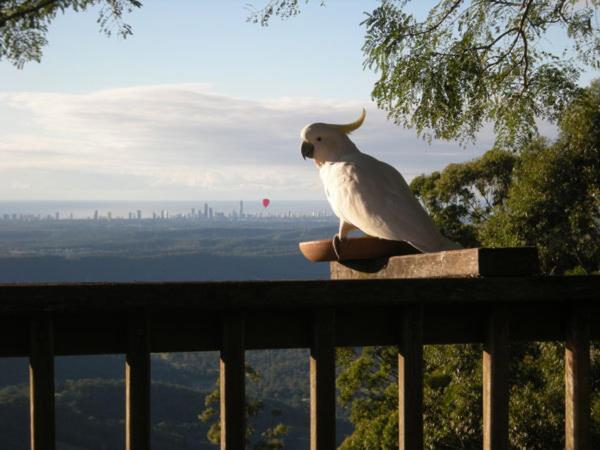 Tamborine Mountain Bed And Breakfast Bed & Breakfast